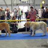 Almonte a Nikol Fee před rozhodčím na Prague Expo Dog