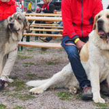 Sheba a Monty se zúčastnili Mezinárodní výstavy psů Erfurt