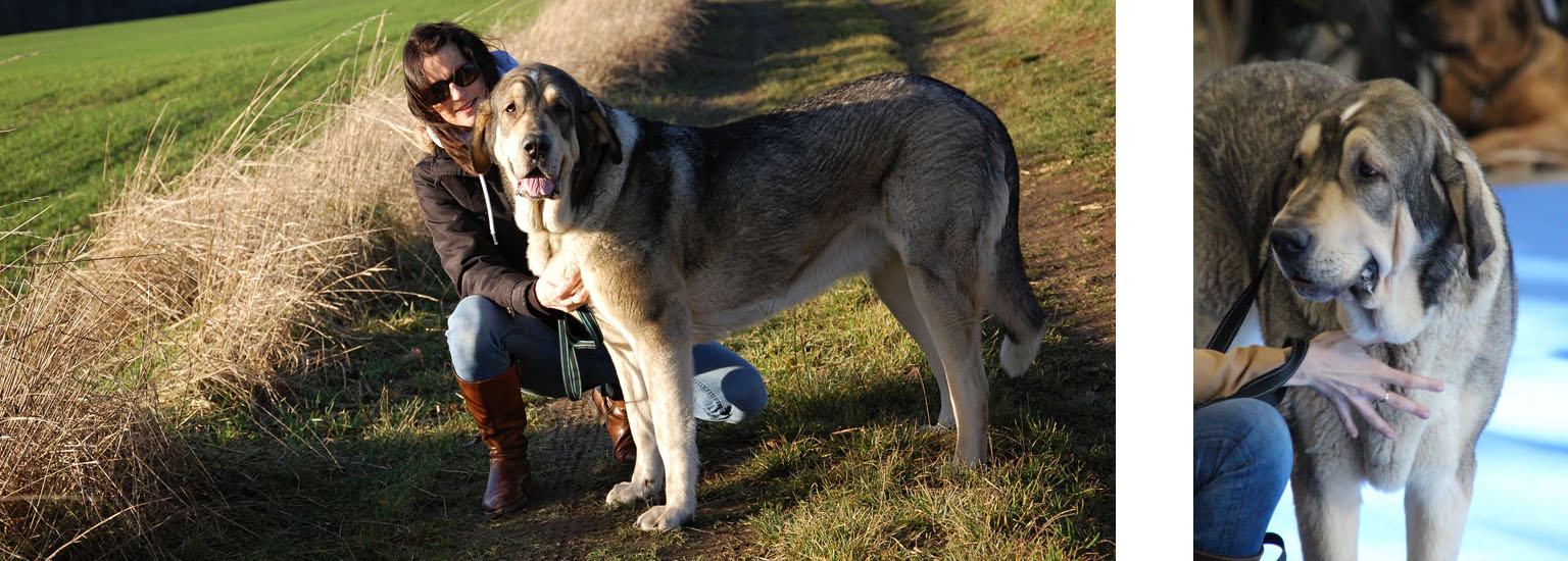 Internationale Hundeausstellung Br