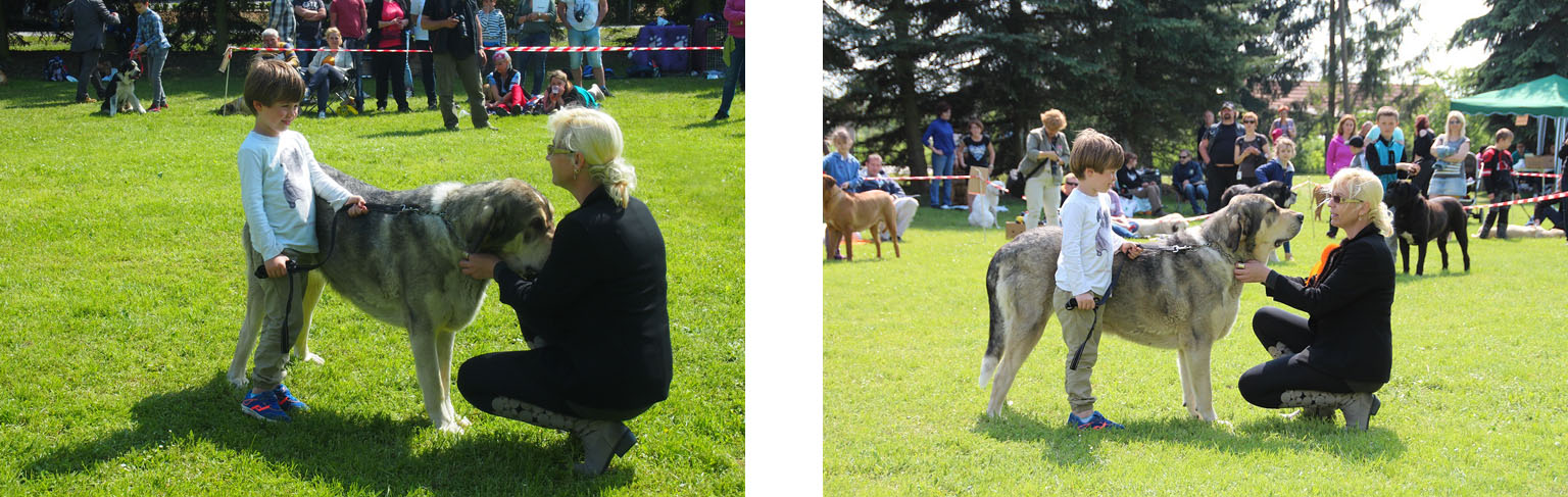 Club show of Moloss Club - Child and dog