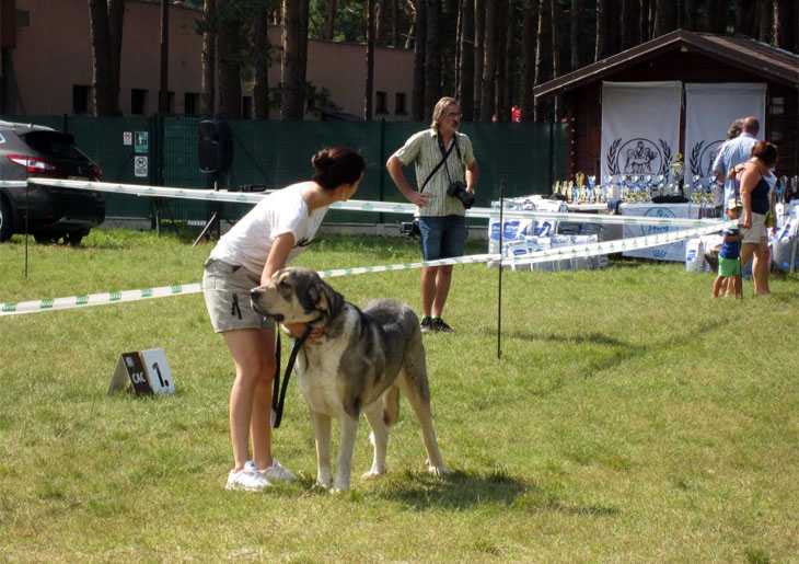 Klubová výstava Moloss Klub Slovensko