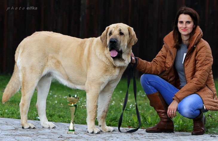 International dog show České Budějovice