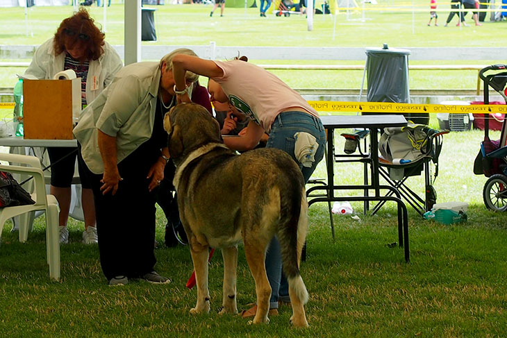 Exposition canine nationale tchèque de Mladá Boleslav