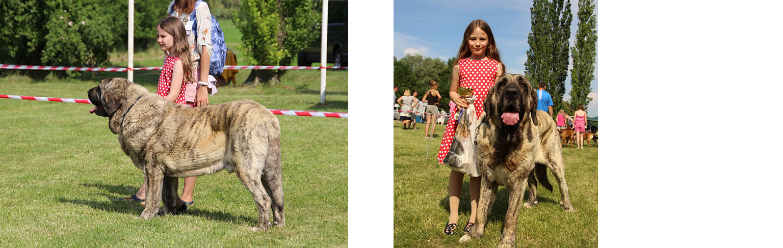 28.5.2018 KLUBOVÁ VÝSTAVA MOLOSS CLUBU CZ