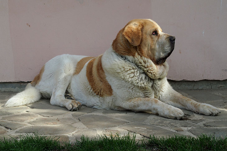 Monty fête ses 5 ans!