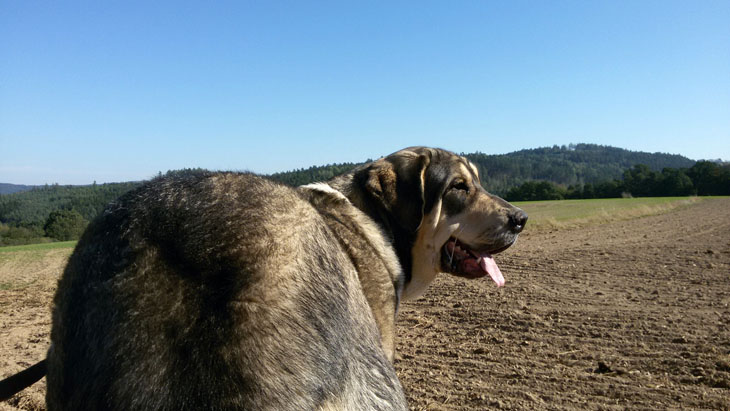 1. Geburtstag Sheba Tornádo Erben