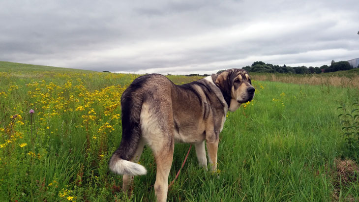 Sheba Tornádo Erben celebrated 2. birthday