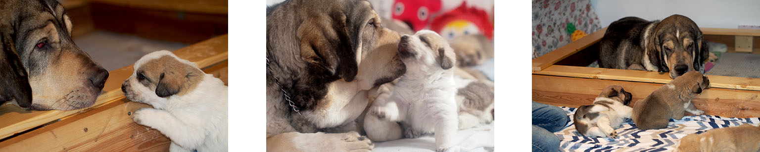 Puppies of Spanish Mastiff