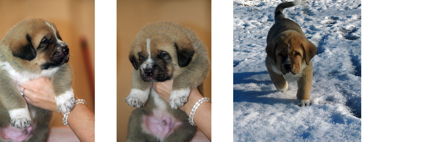 Puppy of Spanish Mastiff Alfie