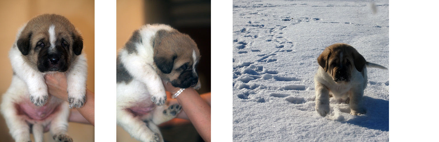 Puppy of Spanish Mastiff Almonte junior